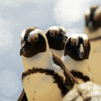 200.gif?cid=fc005b08635095d62f6a011446b58fba8eb1507262e3d4ed&rid=200.gif&ct=g