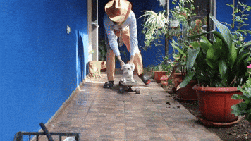 Dogs Skating GIF