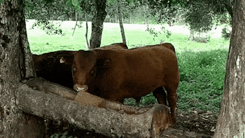 tecnoblock GIF