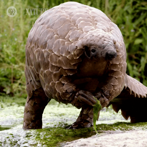 Pbs Nature Armadillo GIF by Nature on PBS