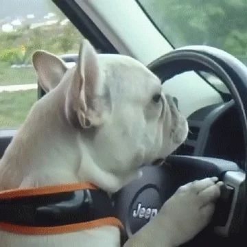 Dogs Driving GIF