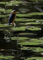 bird kingfisher GIF by Head Like an Orange
