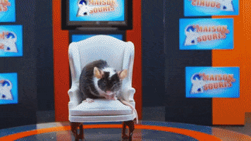 Humour Lol GIF by CANAL+