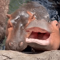 Hippo Treated to Watermelon at Zoo