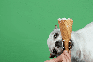 Annenberg PetSpace GIF