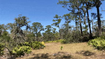 Nature GIF