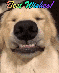 Wish You Died Gifs Get The Best Gif On Giphy