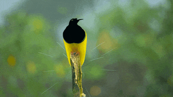 Shake It Off Bird Of Paradise GIF by Our Planet