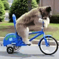 Specialized España GIF