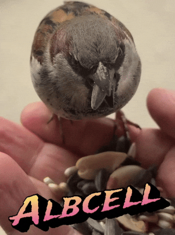 GIF by Alb Cell