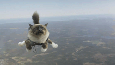 Cat Skydiving GIF