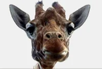 Zoo Giraffe Gif