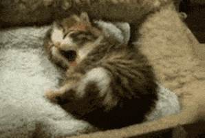 cat sleeping GIF