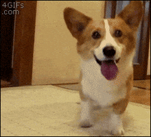 Pembroke Welsh Corgi dancing GIF