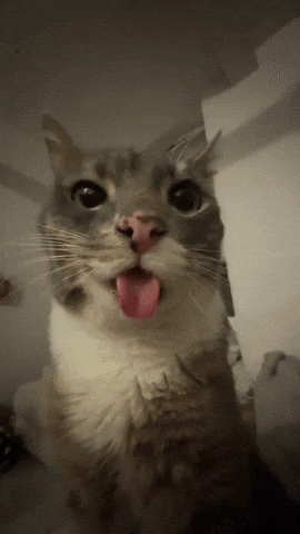 Silly Cat GIF