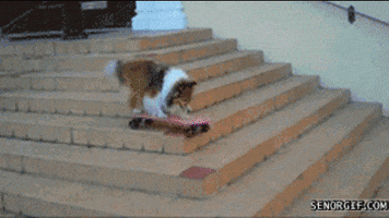 skateboarding dog GIF