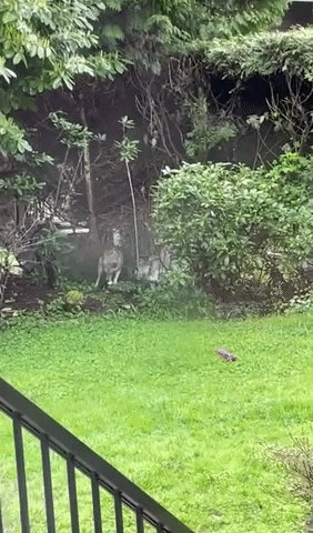 Funny Animals Coyote GIF by Storyful