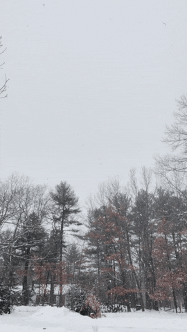 SAANH GIF