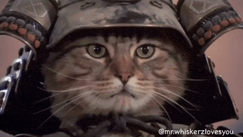 Angry Cat GIF