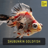 Gold Fish Pet GIF by 60 Second Docs
