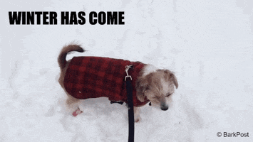 Game Of Thrones Dog GIF by The BarkPost