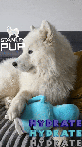 Water Drinking GIF