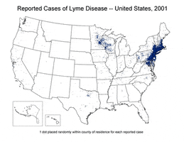 adamistics lyme disease GIF