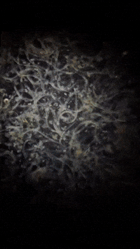 V3 Parasites vs Parasite Formula