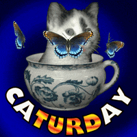Cats Saturday GIF