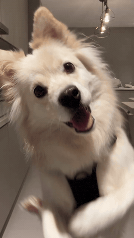 Lulu GIF