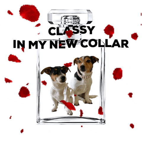 Dog Jackrussel GIF by CollarCrafts