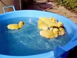 giphy.webp?cid=790b761101cdb242436fb5d503ae3e34c5335c011125f387&rid=giphy.webp
