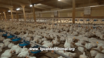 LaBlueGirl mexico vegan chicken vegano GIF