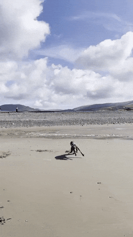 Zoomies GIF