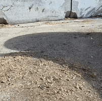 FlashStrike GIF