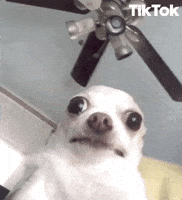 GIF by TikTok
