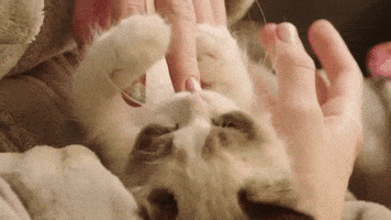Benjamin Button Cat GIF by Taylor Swift