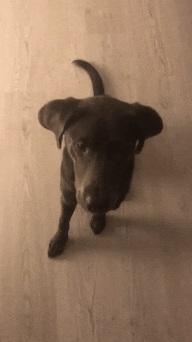 Panorama Studios GIF