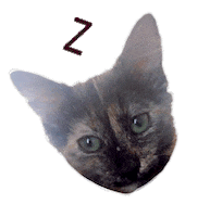 Cat Sleeping Sticker