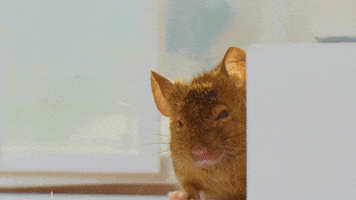Souris Lol GIF by CANAL+