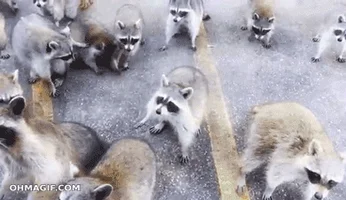 raccoon eat GIF raccoon eat GIF