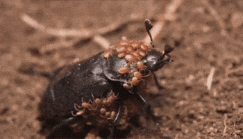 GIF by KQEDScience
