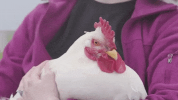 200.gif?cid=fc005b08db984c52dd8ce710ceebe8c276818a2be2d3733e&rid=200.gif&ct=g