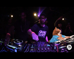 giphy.gif