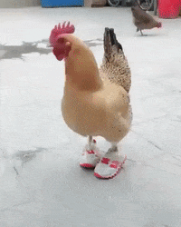 Chicken-shoes GIFs - Get the best GIF on GIPHY