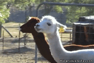 How Can You Tell The Difference Between An Alpaca And A Llama