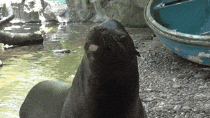 Singapore Zoo Smile GIF by Mandai Wildlife Reserve