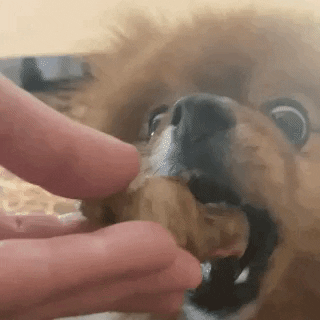 Eat Dog Eating GIF