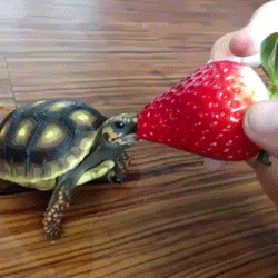 Cute Sea Turtle GIFs - Get the best GIF on GIPHY