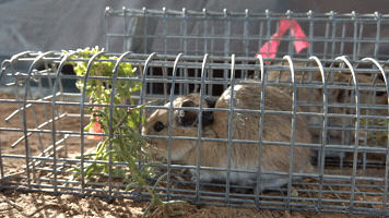 Tympanoctomys GIF